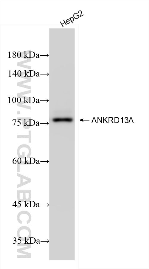 Western Blot (WB) analysis of HepG2 cells using ANKRD13A Recombinant monoclonal antibody (87239-1-RR)