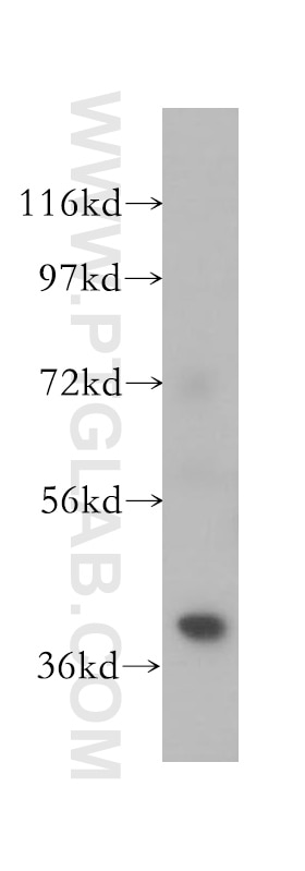 Western Blot (WB) analysis of mouse skeletal muscle tissue using ANKRD2 Polyclonal antibody (11821-1-AP)