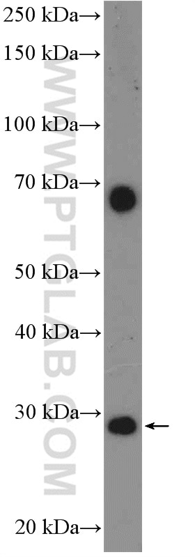 Western Blot (WB) analysis of mouse brain tissue using ANKRD29 Polyclonal antibody (23999-1-AP)