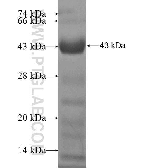 ANKRD34B fusion protein Ag20346 SDS-PAGE