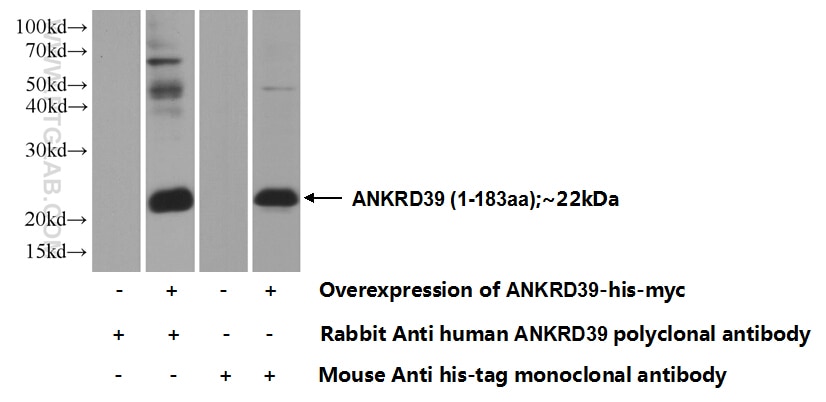 WB analysis of Transfected HEK-293 using 24027-1-AP