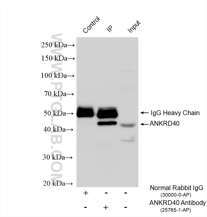 IP result of anti-ANKRD40 (IP: 25765-1-AP, 4ug; Detection: 25765-1-AP 1:1000) with MCF-7 cells lysate 1680 ug. Immunoprecipitation (IP) experiment of MCF-7 cells using ANKRD40 Polyclonal antibody (25765-1-AP)