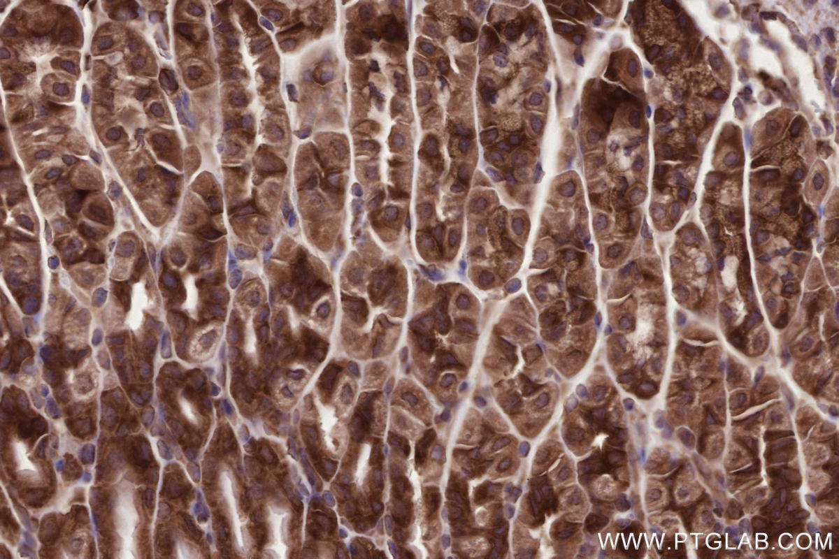 IHC staining of mouse stomach using 24283-1-AP Immunohistochemistry (IHC) staining of mouse stomach tissue using ANKRD53 Polyclonal antibody (24283-1-AP)