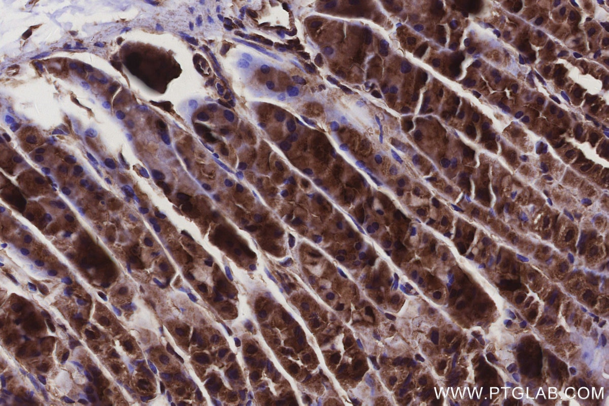 Immunohistochemistry (IHC) staining of mouse stomach tissue using ANKRD54 Polyclonal antibody (25738-1-AP)