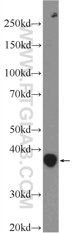 Western Blot (WB) analysis of mouse testis tissue using ANKRD54 Polyclonal antibody (25738-1-AP)