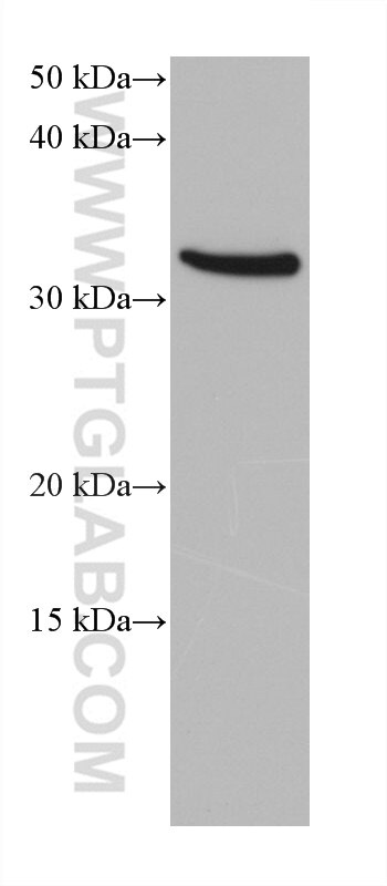 Western Blot (WB) analysis of U2OS cells using ANKRD54 Monoclonal antibody (68388-1-Ig)