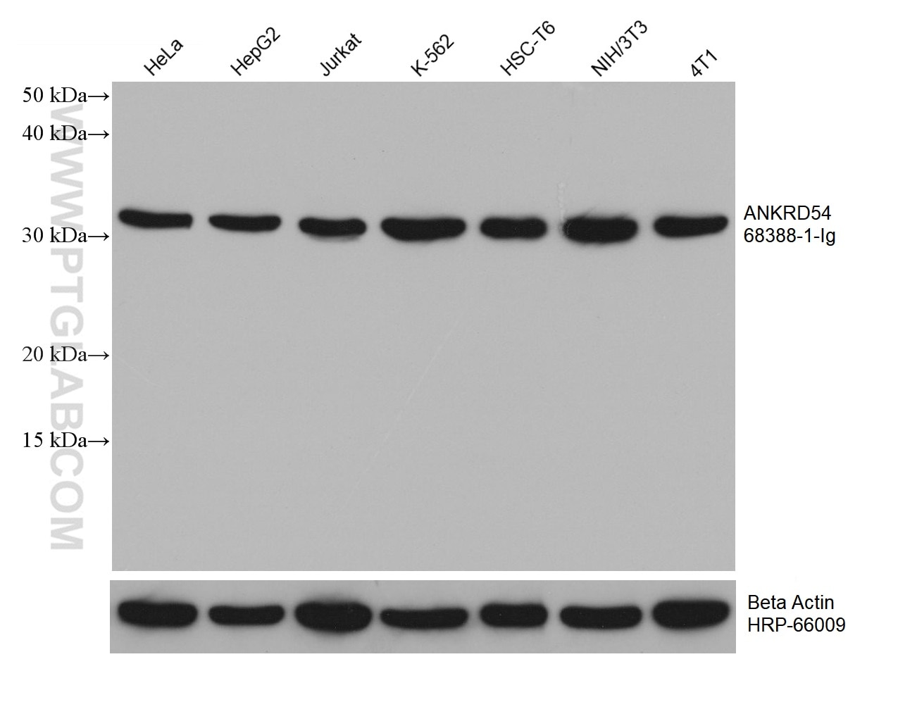 Western Blot (WB) analysis of various lysates using ANKRD54 Monoclonal antibody (68388-1-Ig)