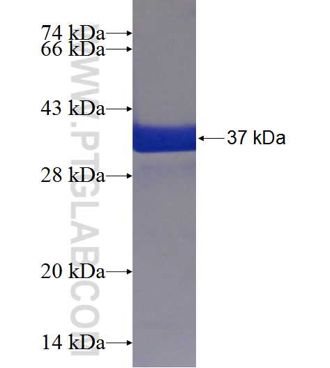 ANKRD54 fusion protein Ag22759 SDS-PAGE