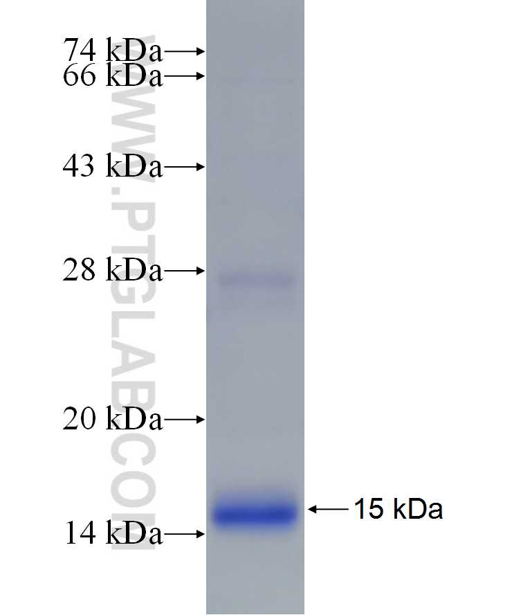 ANKRD54 fusion protein Ag22772 SDS-PAGE