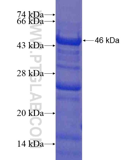 ANKRD55 fusion protein Ag21271 SDS-PAGE