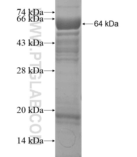 ANKS1A fusion protein Ag20059 SDS-PAGE