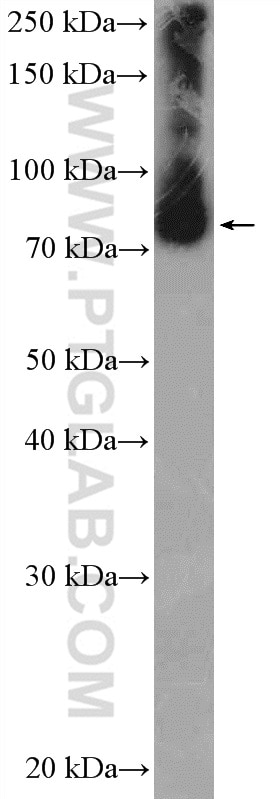 WB analysis of HepG2 using 20447-1-AP