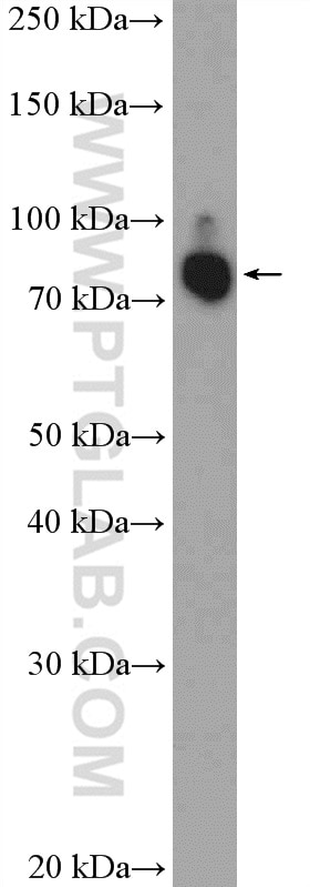 Western Blot (WB) analysis of MCF-7 cells using ANKZF1 Polyclonal antibody (20447-1-AP)