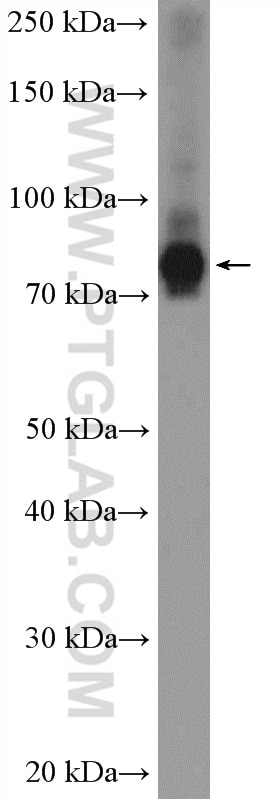 Western Blot (WB) analysis of BxPC-3 cells using ANKZF1 Polyclonal antibody (20447-1-AP)