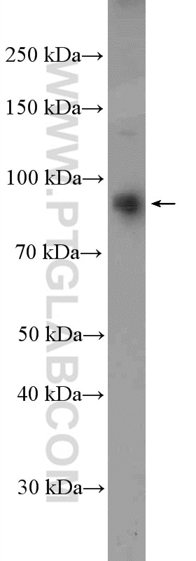 Western Blot (WB) analysis of HeLa cells using ANKZF1 Polyclonal antibody (20447-1-AP)