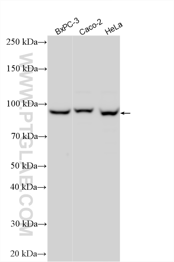 Western Blot (WB) analysis of various lysates using ANKZF1 Polyclonal antibody (20447-1-AP)