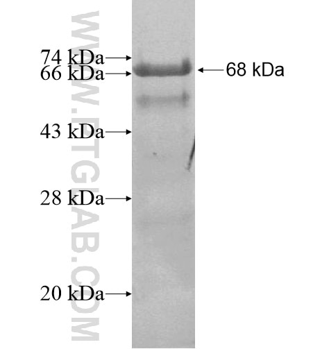 ANKZF1 fusion protein Ag14285 SDS-PAGE