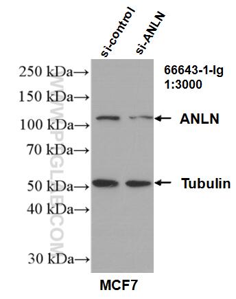 Western Blot (WB) analysis of MCF-7 cells using ANLN Monoclonal antibody (66643-1-Ig)