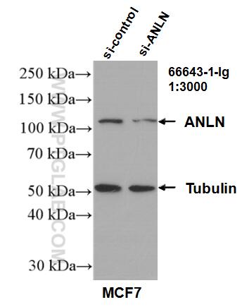 Western Blot (WB) analysis of MCF-7 cells using ANLN Monoclonal antibody (66643-1-Ig)