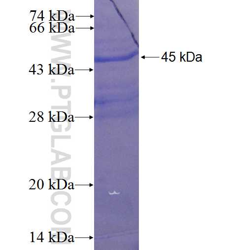 ANO1,DOG1 fusion protein Ag3320 SDS-PAGE