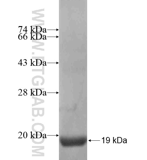 ANO10 fusion protein Ag13983 SDS-PAGE