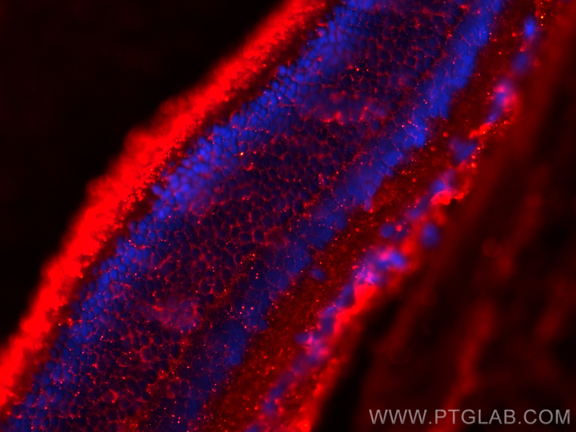 Immunofluorescence (IF) / fluorescent staining of rat eye tissue using ANO2 Polyclonal antibody (20647-1-AP)