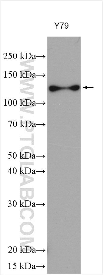 Western Blot (WB) analysis of various lysates using ANO2 Polyclonal antibody (20647-1-AP)