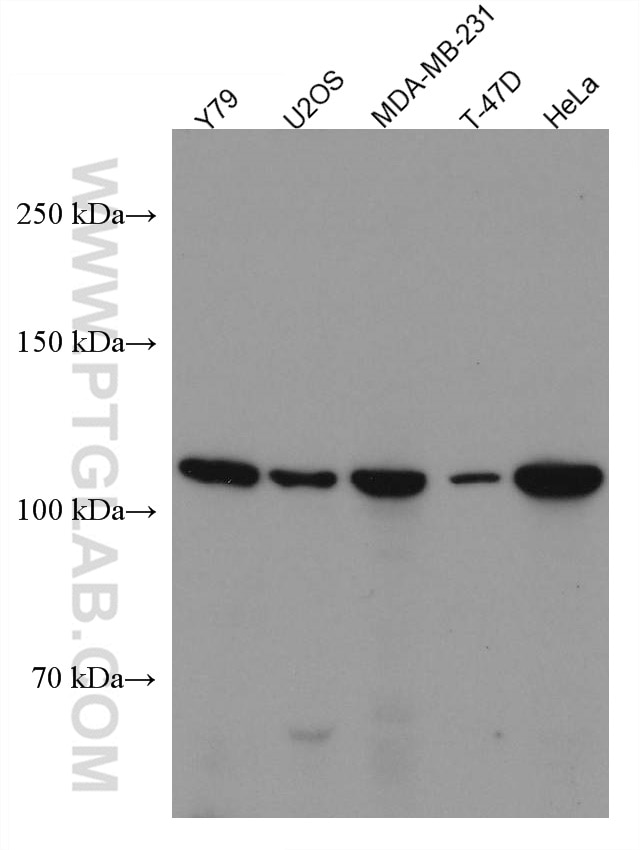 Western Blot (WB) analysis of various lysates using ANO2 Monoclonal antibody (67638-1-Ig)