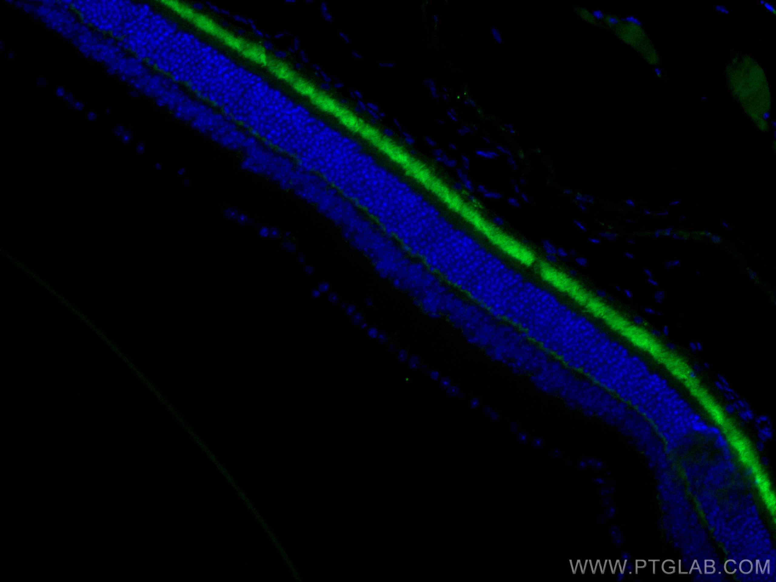 Immunofluorescence (IF) / fluorescent staining of mouse eye tissue using CoraLite® Plus 488-conjugated ANO2 Monoclonal anti (CL488-67638)