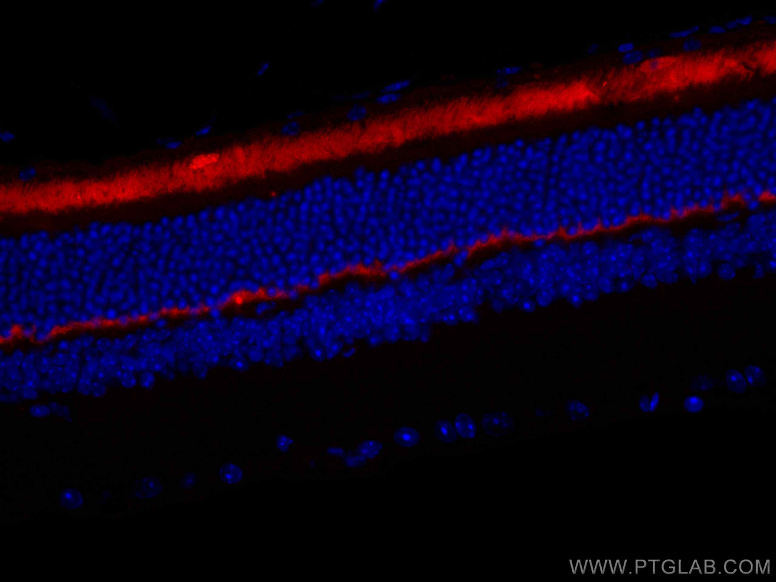 Immunofluorescence (IF) / fluorescent staining of mouse eye tissue using CoraLite®594-conjugated ANO2 Monoclonal antibody (CL594-67638)