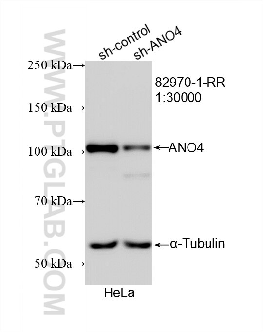 Western Blot (WB) analysis of HeLa cells using ANO4 Recombinant antibody (82970-1-RR)