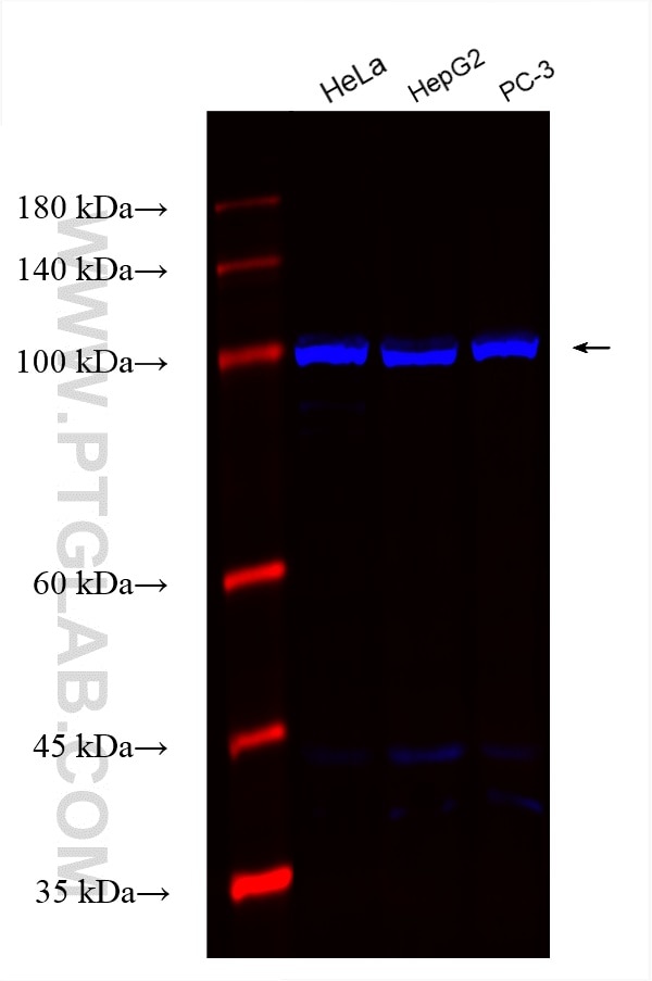 Western Blot (WB) analysis of various lysates using CoraLite® Plus 750-conjugated ANO4 Recombinant ant (CL750-82970)