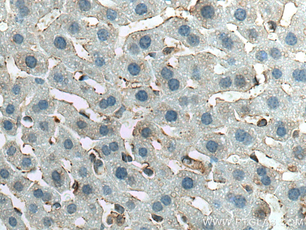 IHC staining of mouse liver using 20784-1-AP