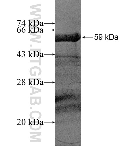 ANO6 fusion protein Ag13937 SDS-PAGE