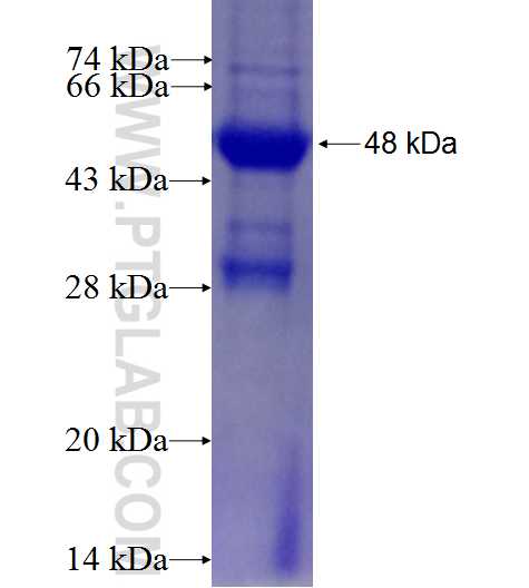 ANO9 fusion protein Ag27550 SDS-PAGE