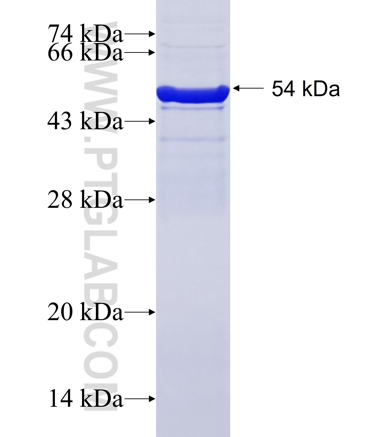 ANO9 fusion protein Ag27550 SDS-PAGE