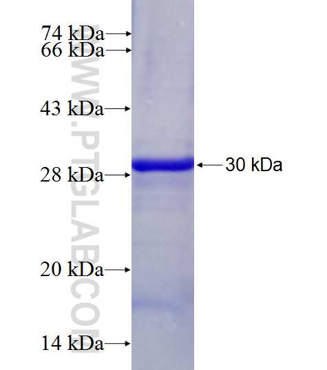 ANO9 fusion protein Ag27561 SDS-PAGE
