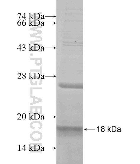 ANO9 fusion protein Ag19002 SDS-PAGE