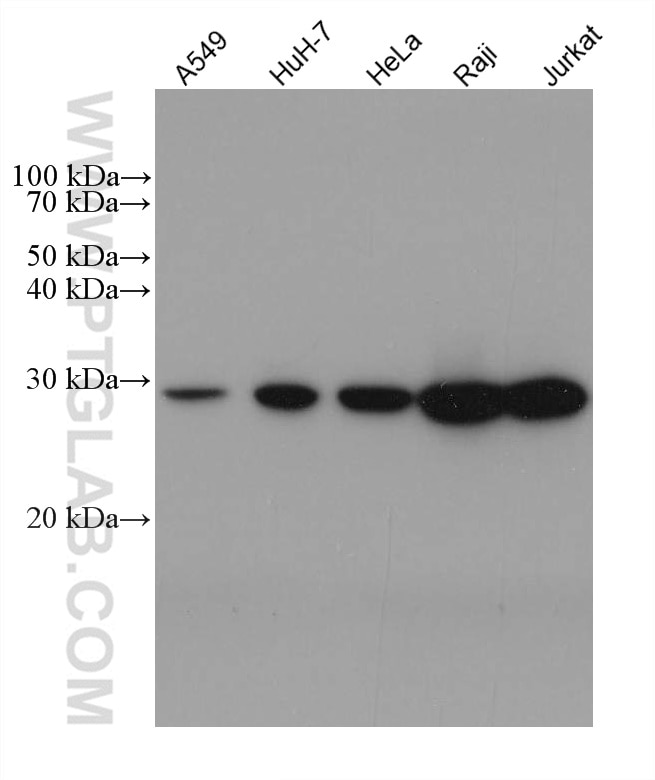 Western Blot (WB) analysis of various lysates using ANP32A Monoclonal antibody (67687-1-Ig)