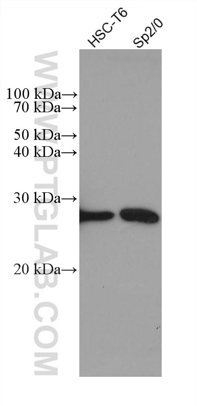 Western Blot (WB) analysis of various lysates using ANP32A Monoclonal antibody (67687-1-Ig)