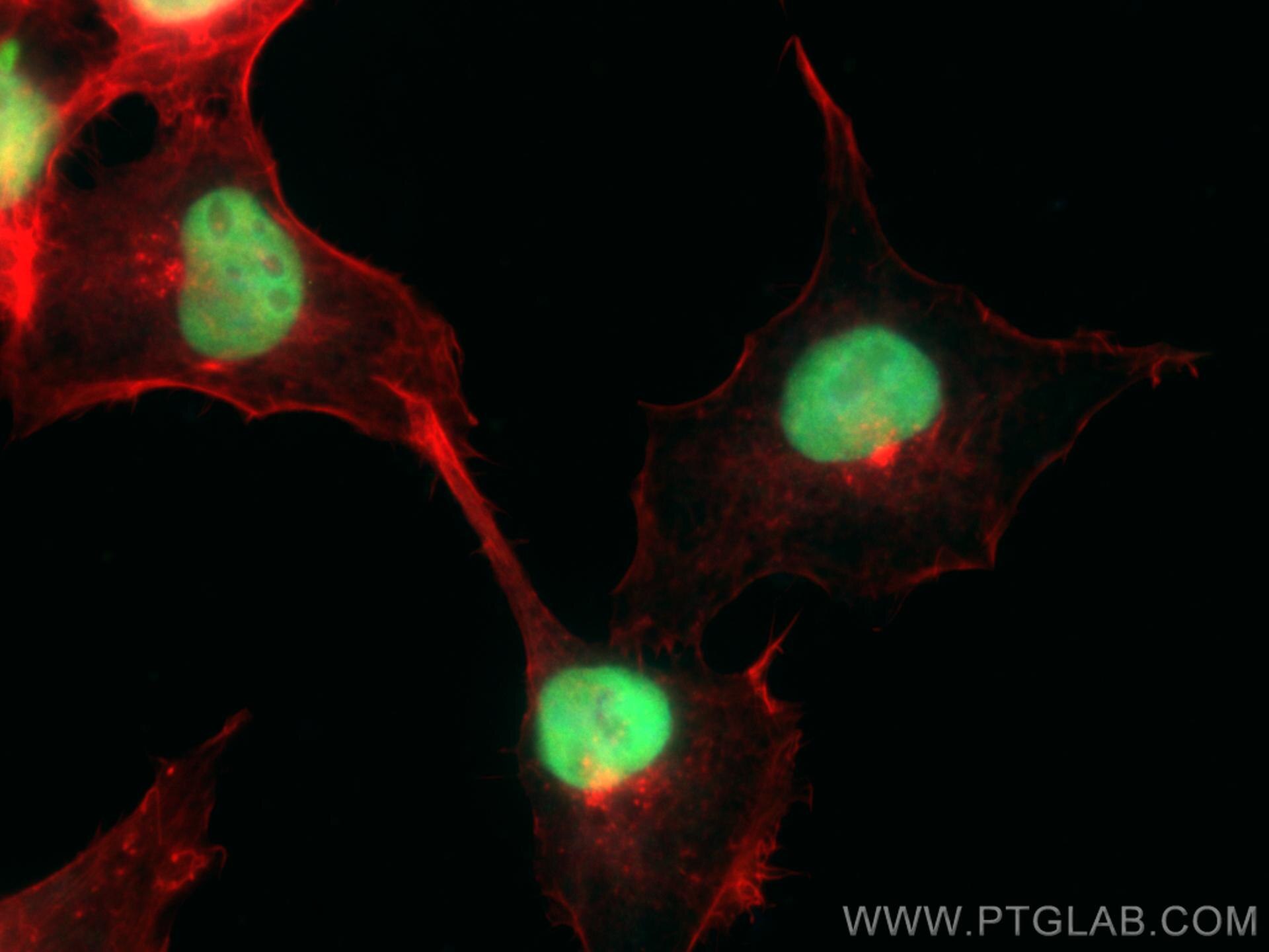 Immunofluorescence (IF) / fluorescent staining of A431 cells using CoraLite® Plus 488-conjugated ANP32A Monoclonal an (CL488-67687)
