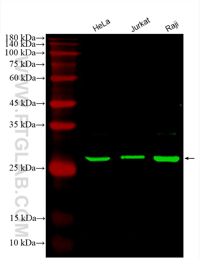 Western Blot (WB) analysis of various lysates using CoraLite® Plus 488-conjugated ANP32A Monoclonal an (CL488-67687)