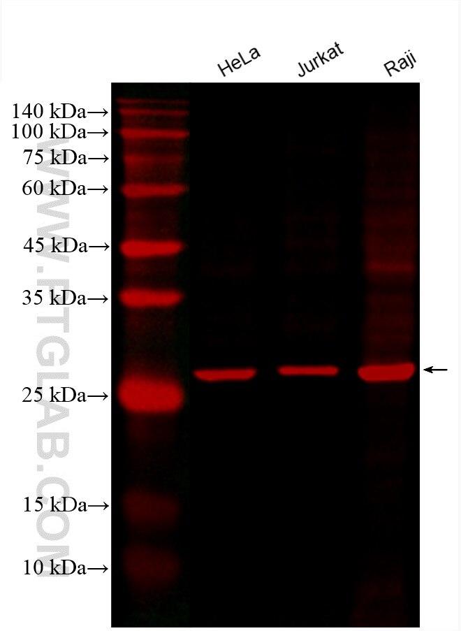 Western Blot (WB) analysis of various lysates using CoraLite®594-conjugated ANP32A Monoclonal antibody (CL594-67687)
