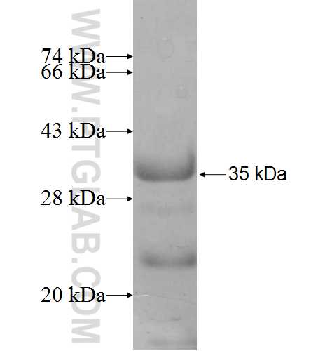 ANP32A fusion protein Ag8447 SDS-PAGE