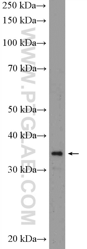 Western Blot (WB) analysis of RAW 264.7 cells using ANP32B Polyclonal antibody (10843-1-AP)