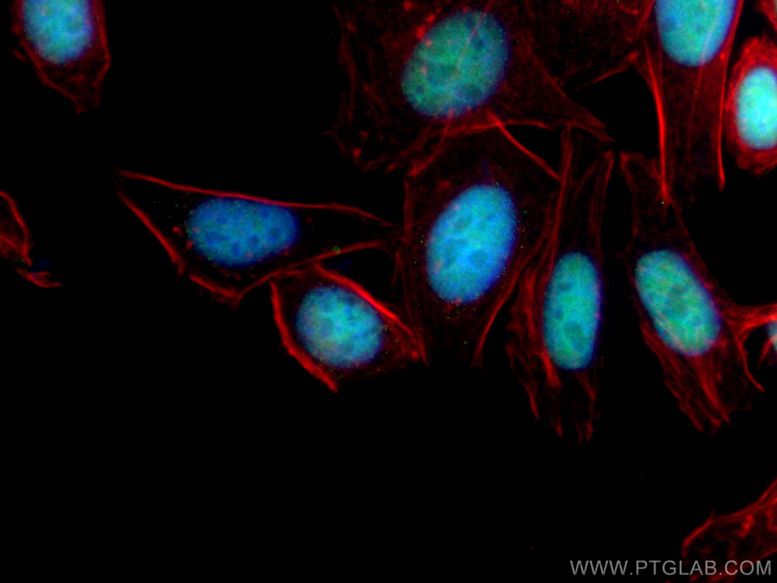 Immunofluorescence (IF) / fluorescent staining of HepG2 cells using CoraLite® Plus 488-conjugated ANP32B Monoclonal an (CL488-66160)