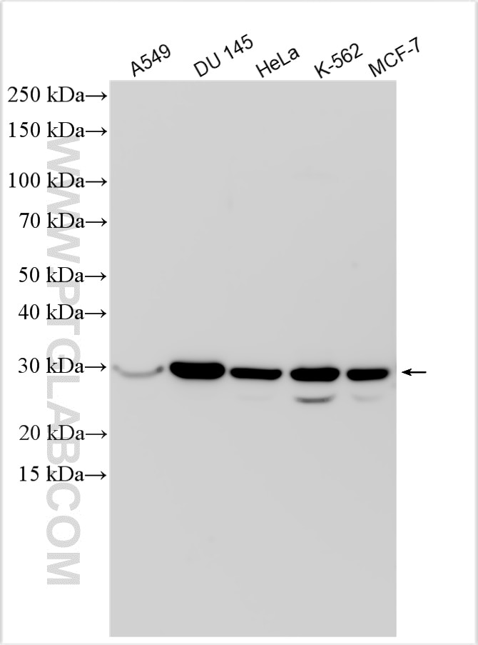 Western Blot (WB) analysis of various lysates using ANP32E Polyclonal antibody (31989-1-AP)