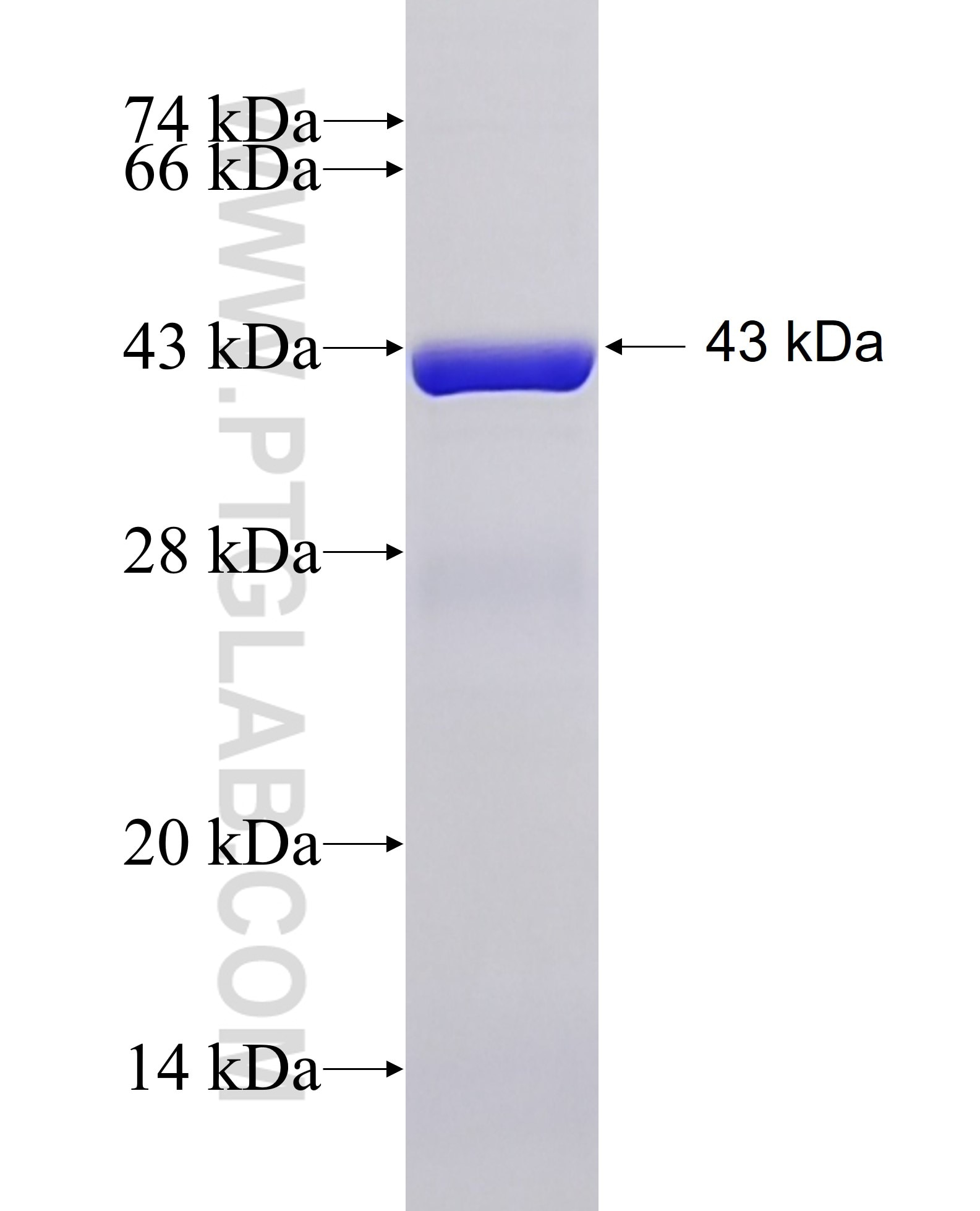 ANP32E fusion protein Ag33772 SDS-PAGE