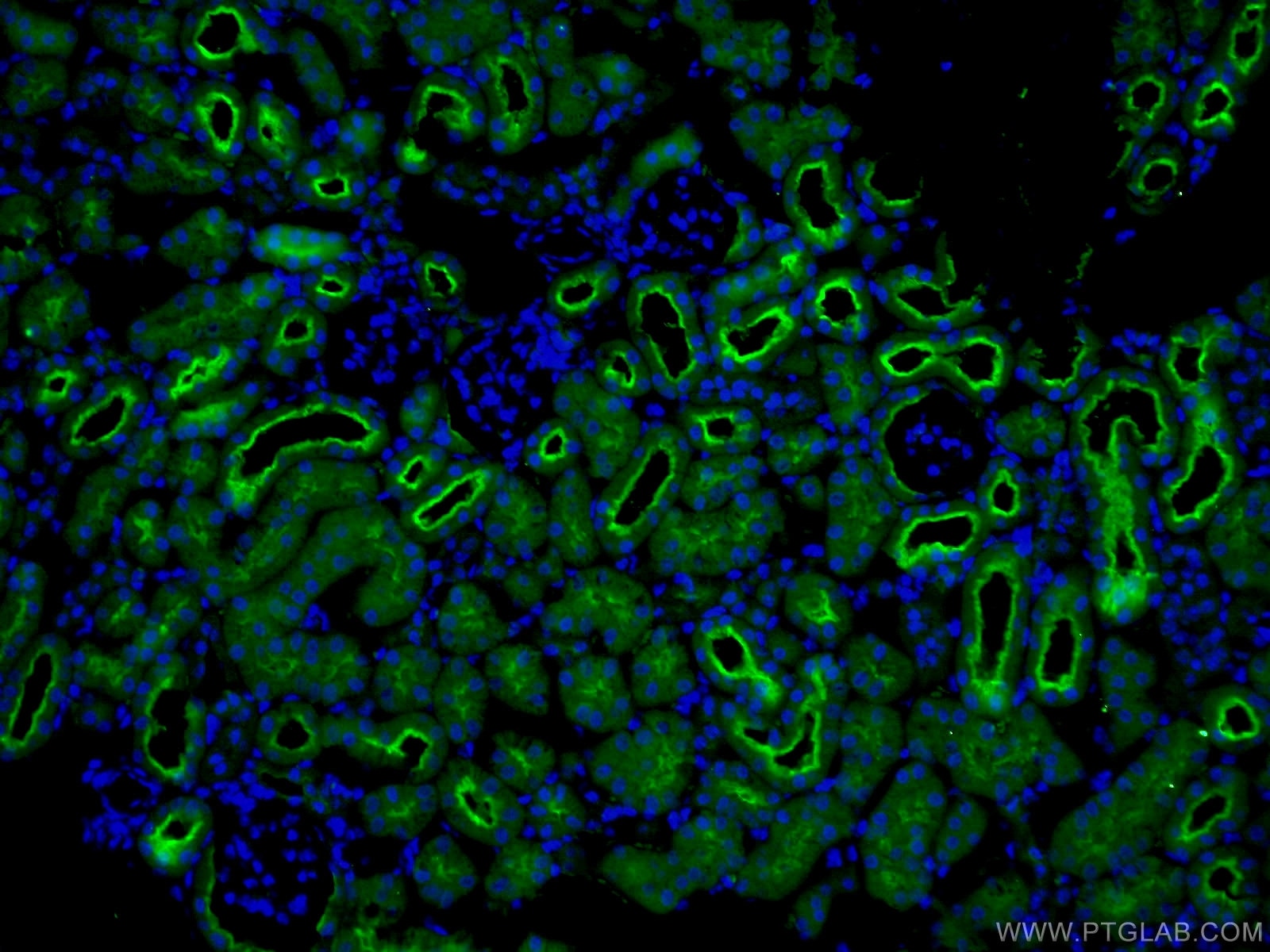 Immunofluorescence (IF) / fluorescent staining of mouse kidney tissue using CD13 Polyclonal antibody (14553-1-AP)