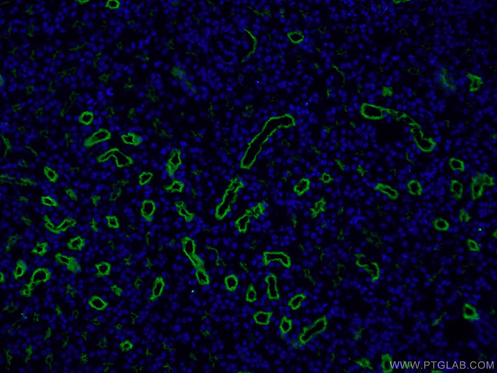 Immunofluorescence (IF) / fluorescent staining of human kidney tissue using CD13 Monoclonal antibody (66211-1-Ig)